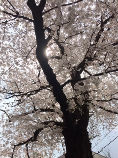 バイオリンブログ　桜