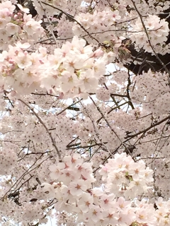 バイオリンブログ　桜