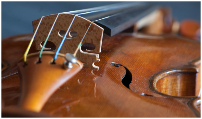 Filippo Fasserシマムラストリングス秋葉原　SHIMAMURA STRINGS akihabara