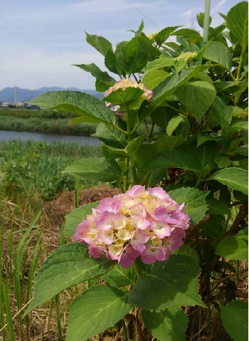 紫陽花