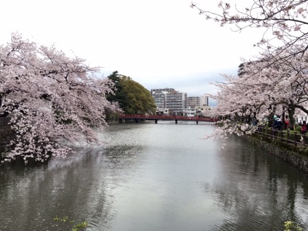 桜　四月