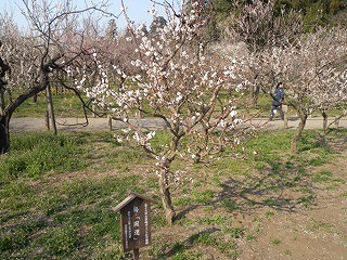 島村楽器