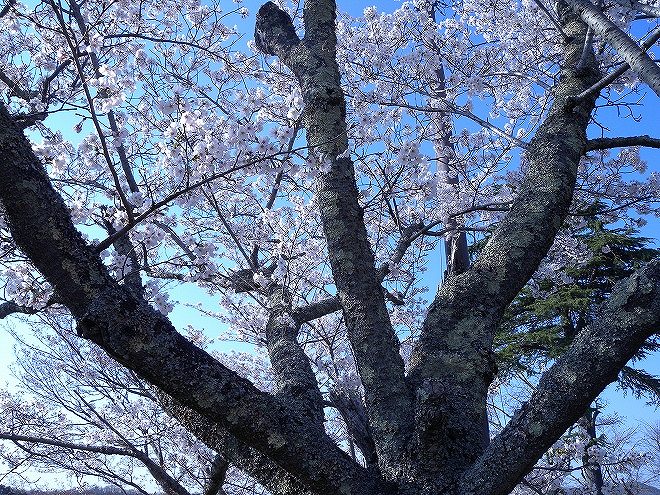 島村楽器