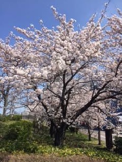 桜