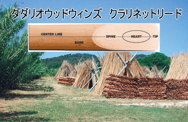 D’Addario Woodwinds（ダダリオウッドウィンズ）クラリネットリードの紹介！！