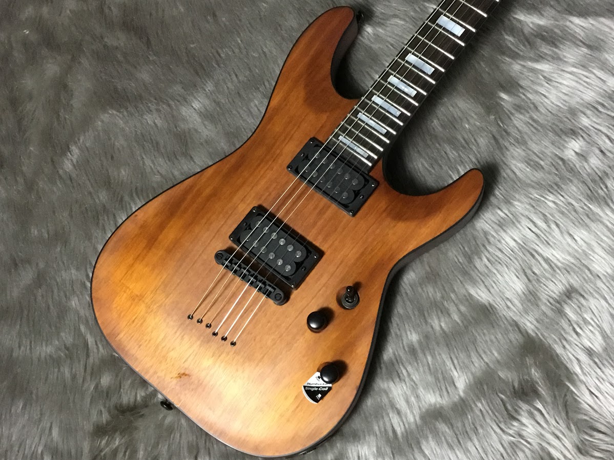 SCHECTER / AD-C-1-KOA 入荷しました！