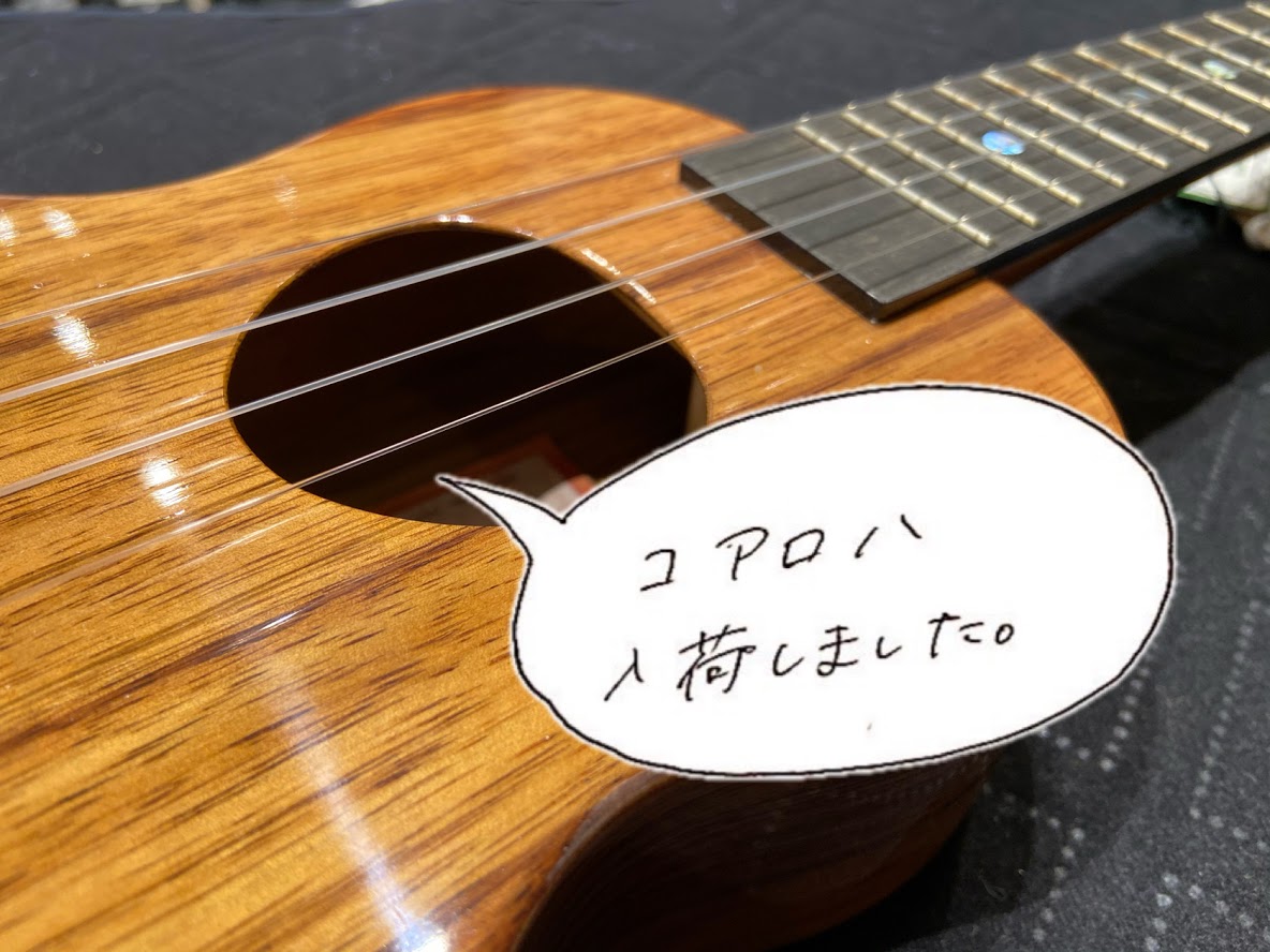 コアロハ/KSM-00 UG STD入荷しました！