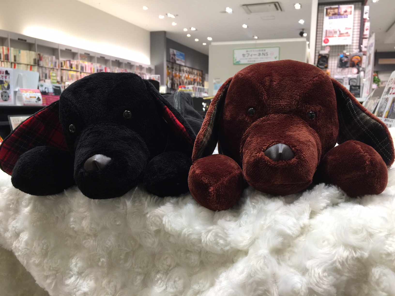 フルート 犬 ダックス型のフルートケースが再入荷しました イオンモール神戸北店 店舗情報 島村楽器 フルート 犬 ダックス型のフルートケースが再入荷しました イオンモール神戸北店 店舗情報 島村楽器