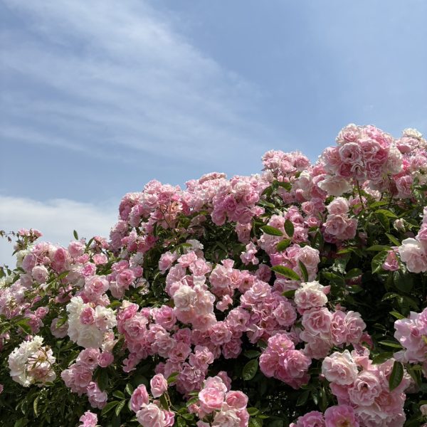 先生撮影のお花たち🌸