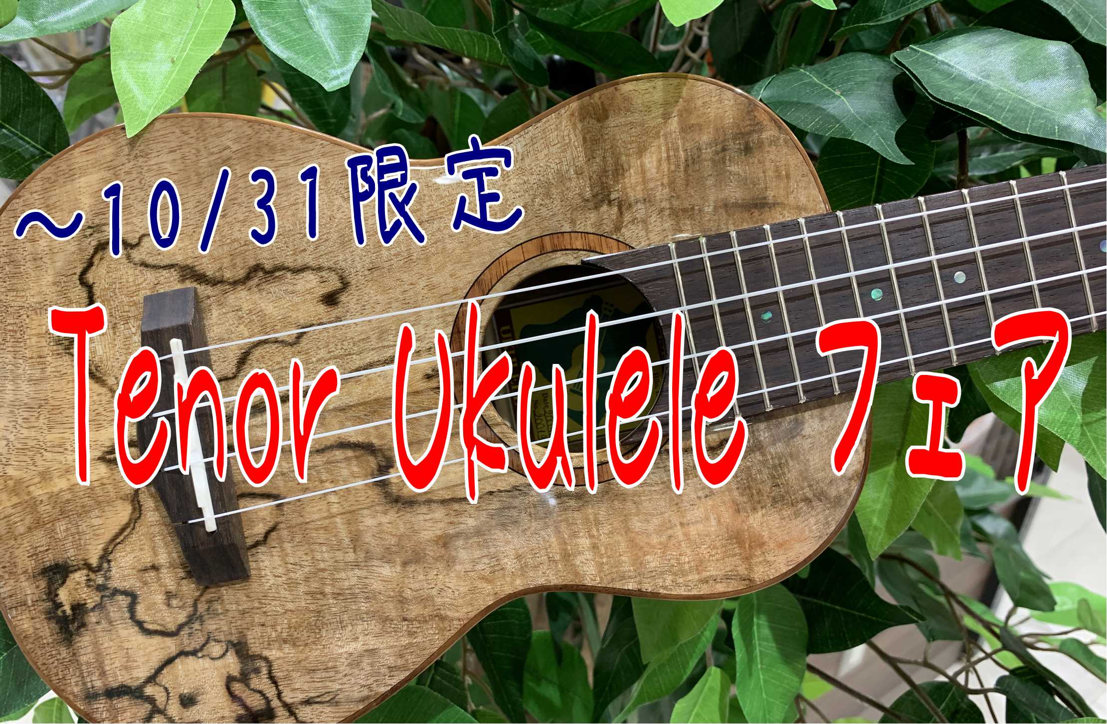 【ウクレレ】10/31まで　Tenor Ukuleleフェア開催中♪