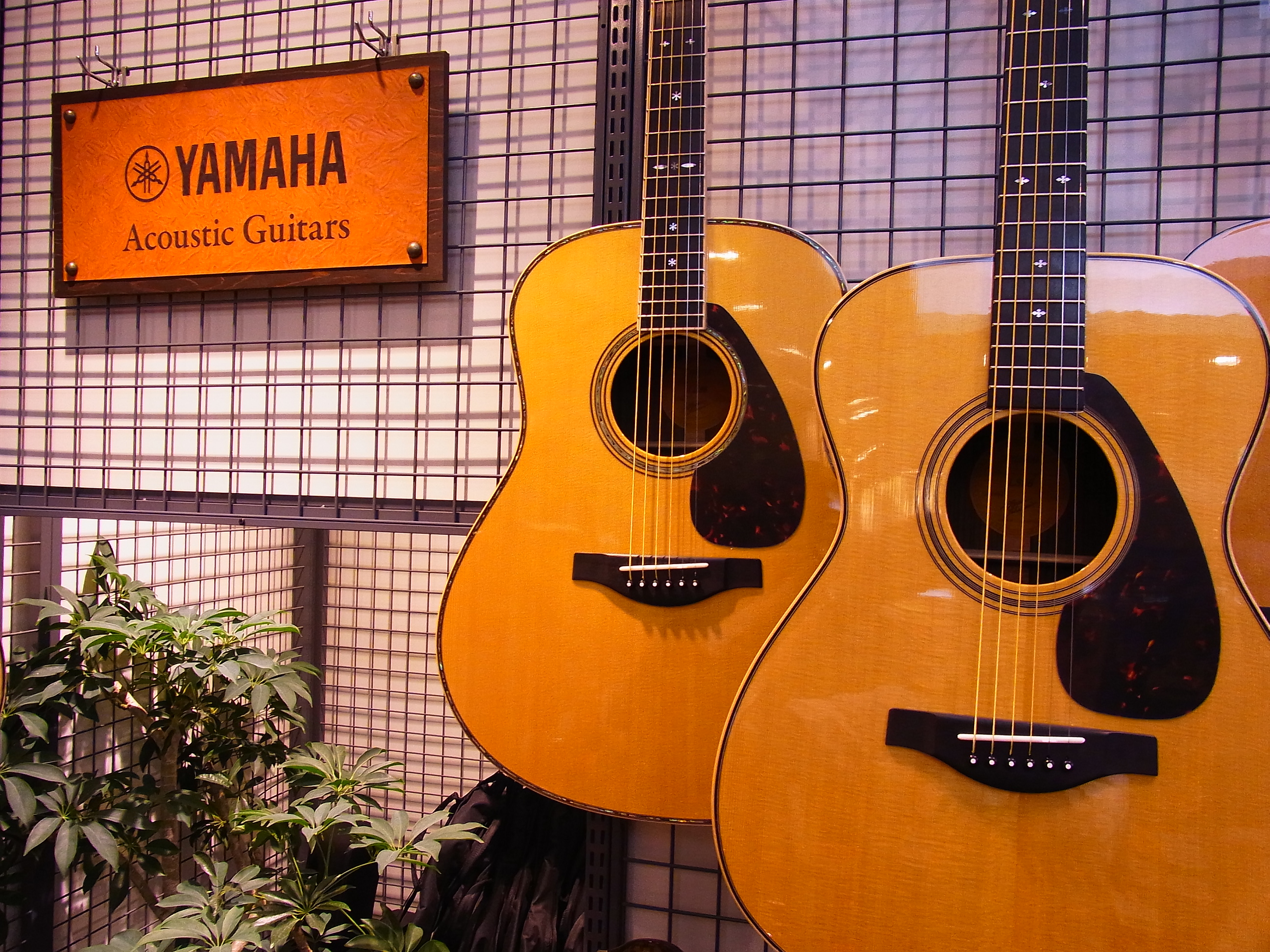 YAMAHAアコースティックギター続々入荷しております。｜島村楽器
