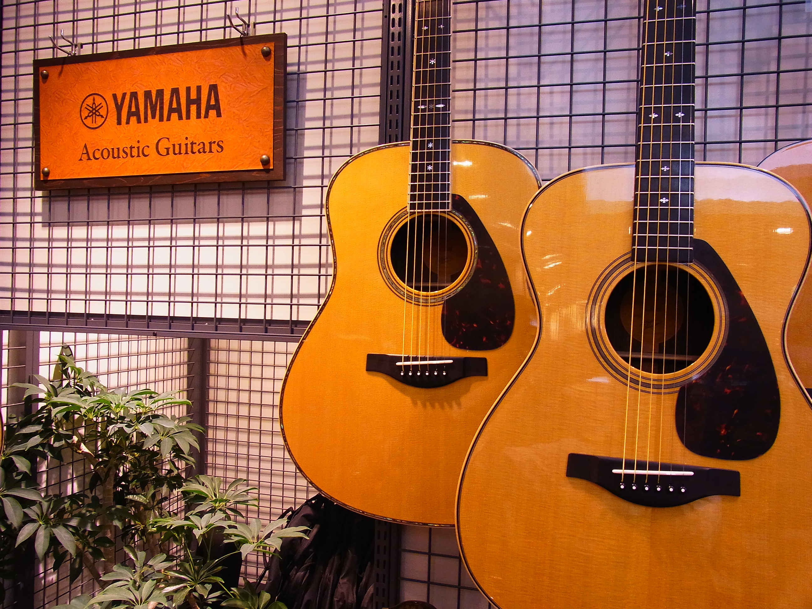 YAMAHAアコースティックギター続々入荷しております。