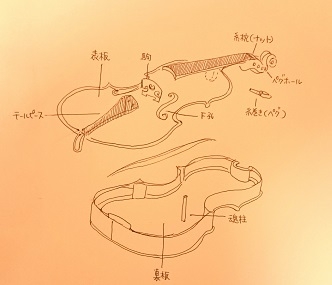 弦楽器の種類＆お手入れ方法～バイオリン・チェロ篇～