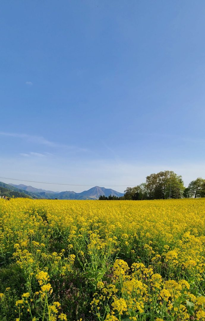 飯山　菜の花畑　公園　菜の花まつり　島村楽器　インストラクター