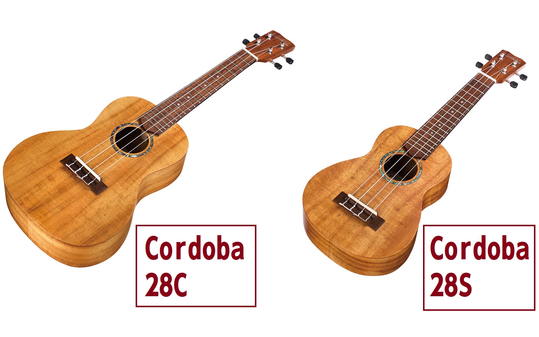 冬セール開催中 Cordoba コンサートウクレレ 28C 弦楽器