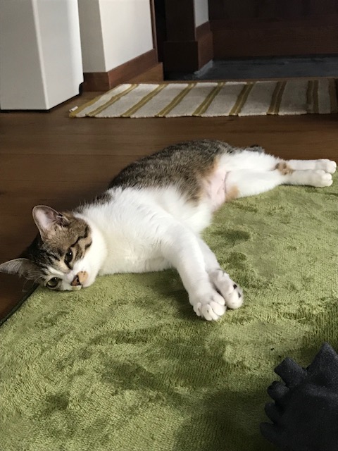 ねこ