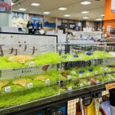 優しい音色を楽しめるオカリナを始めてみませんか？【札幌平岡店オカリナ総合ページ】
