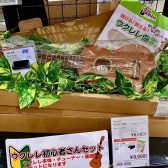 ウクレレを始めるなら、ららぽーと新三郷店へ！